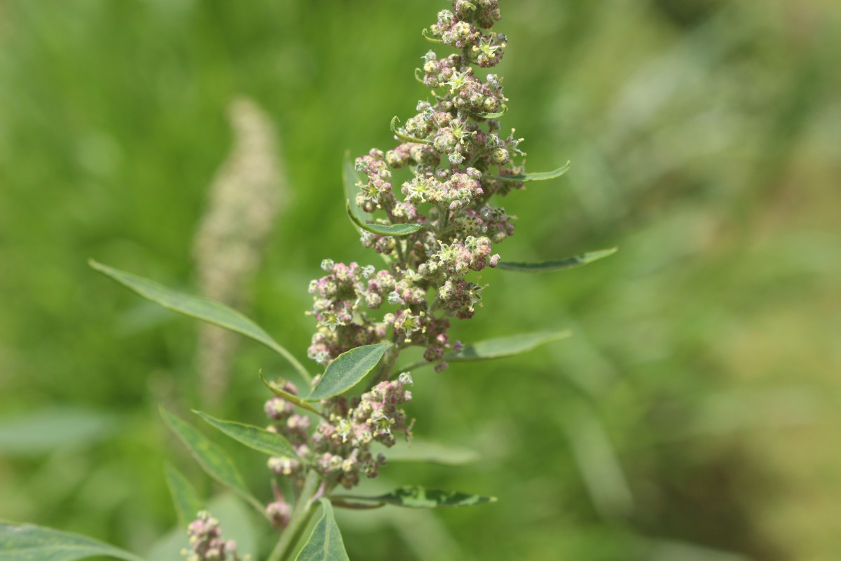 Chenopodiastrum murale (L.) S.Fuentes, Uotila & Borsch
